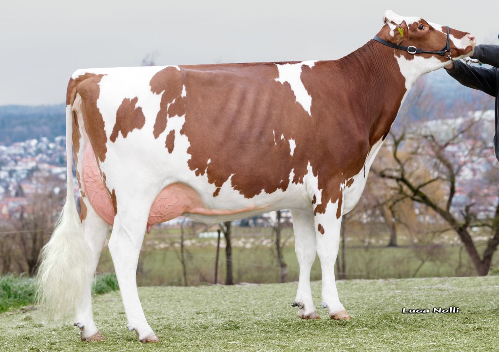 Mox Armani Moolady EX 91 DE is pictured